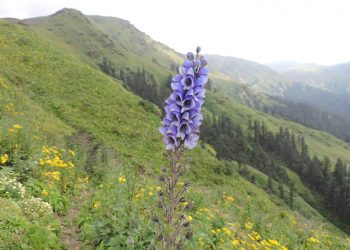 कर्णाली जडिबुटीको खानी, अत्यधिक दोहनले लोप हुँदै