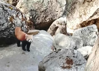 तिलागुफाकाे रूडुबञ्चुमा भेटियाे रेडपाण्डा
