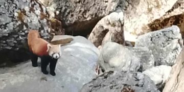 तिलागुफाकाे रूडुबञ्चुमा भेटियाे रेडपाण्डा